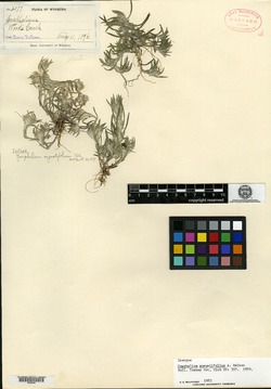 Helichrysum litoreum image
