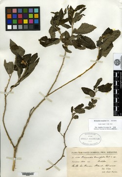 Image of Bernardia tenuifolia
