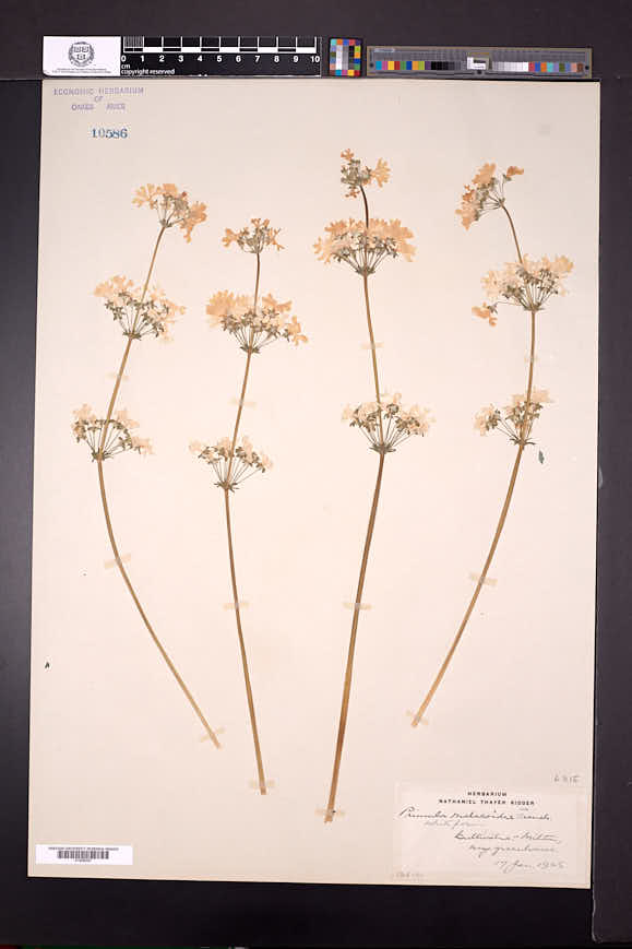 Primula malacoides image