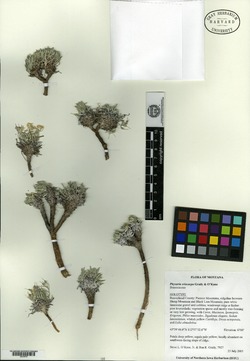 Physaria eriocarpa image