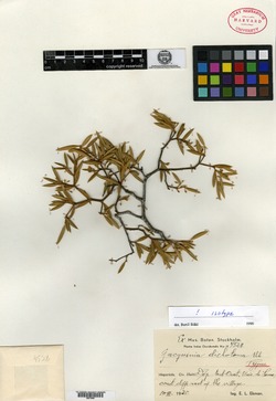 Image of Jacquinia dichotoma