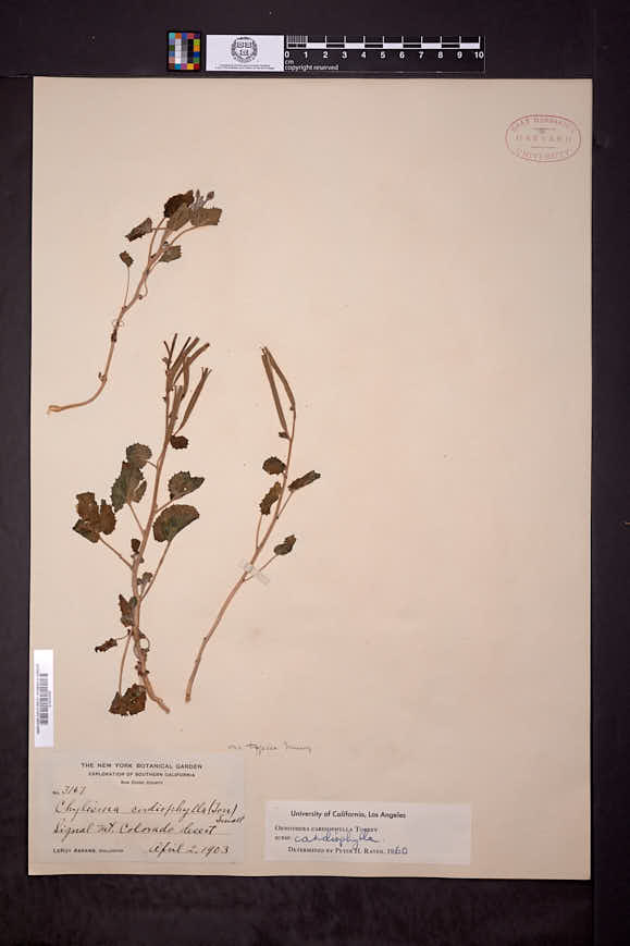 Camissonia cardiophylla image