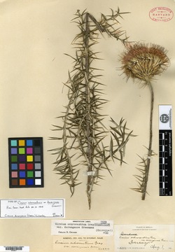 Image of Cirsium durangense