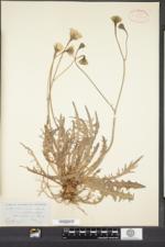 Scorzoneroides autumnalis subsp. borealis image