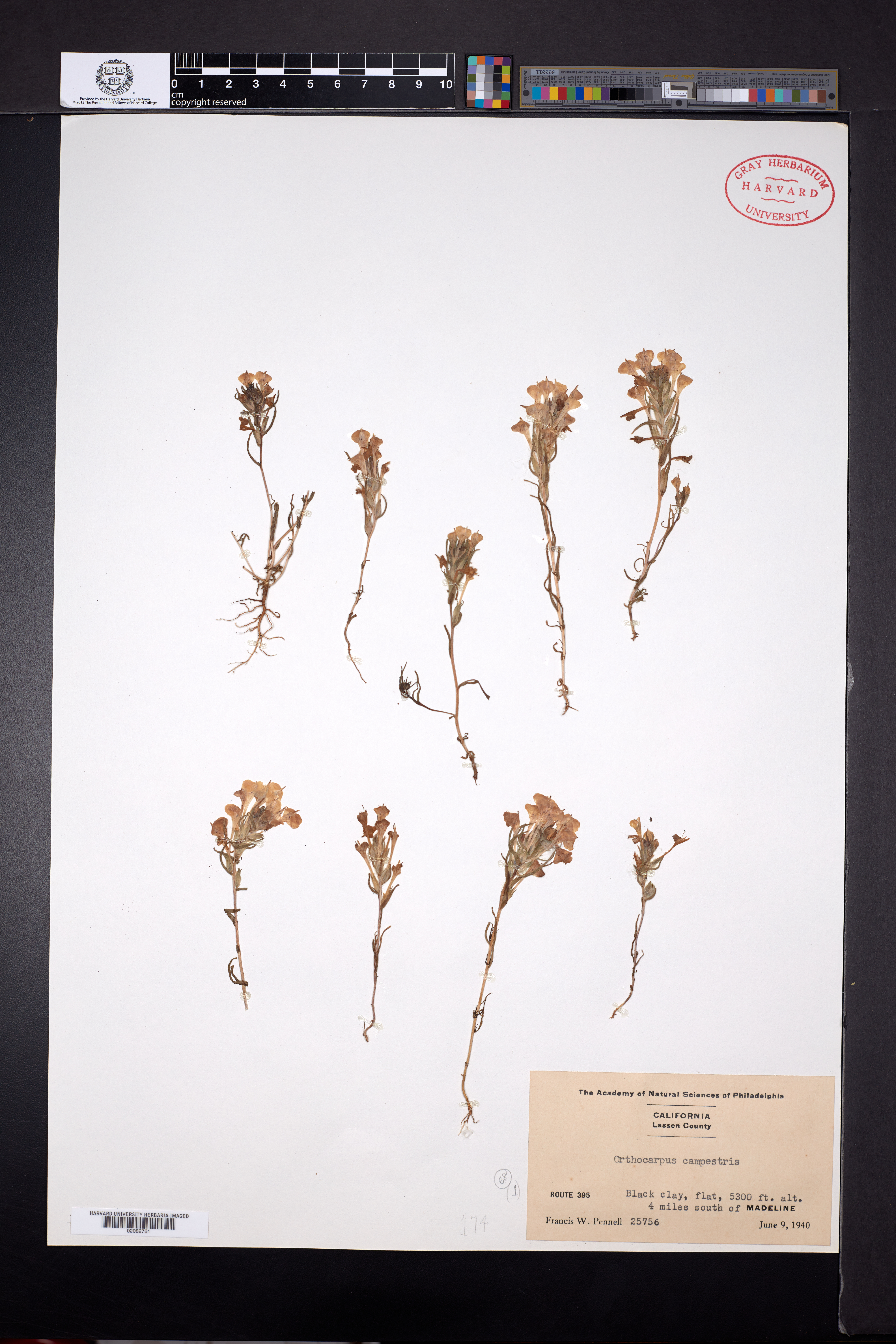 Orthocarpus campestris image