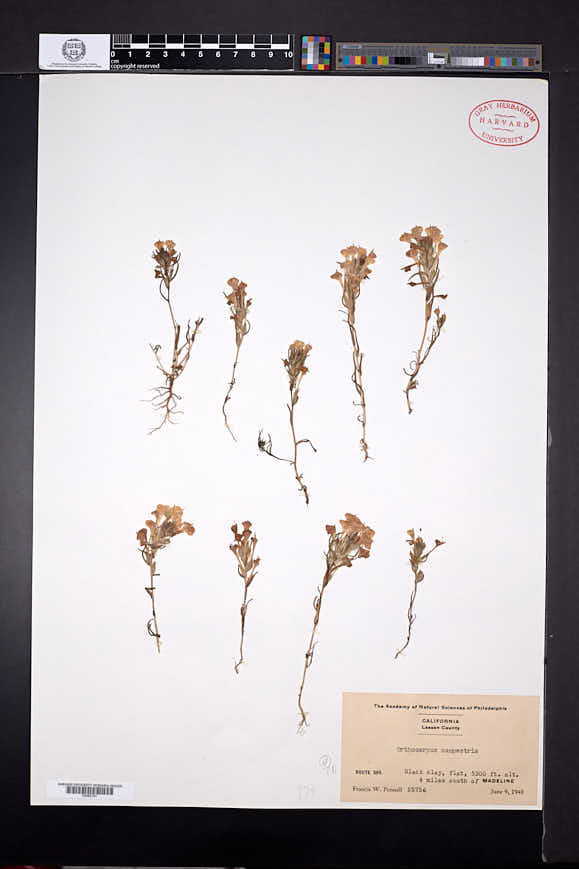 Orthocarpus campestris image