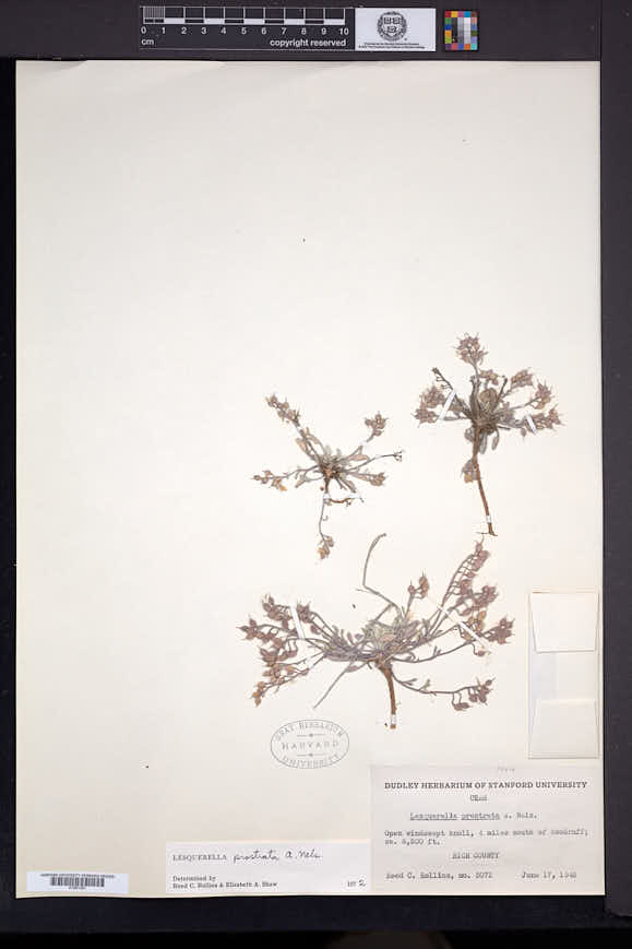 Physaria prostrata image