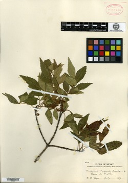 Image of Fraxinus purpusii