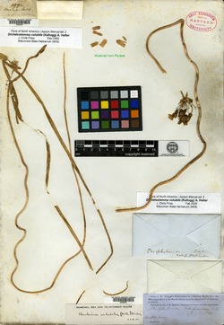 Image of Stropholirion californicum