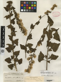 Image of Brickellia odontophylla