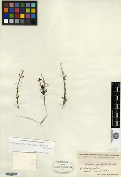 Image of Spiraea gracilis
