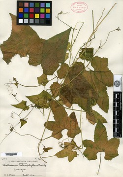 Image of Cyclanthera filiformis