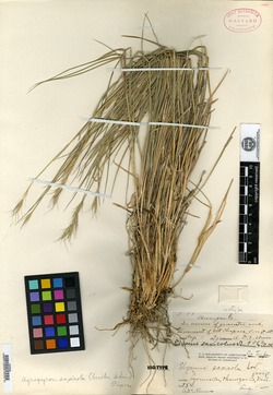 Image of Elymus saxicolus