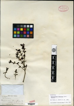 Dendrophthora buxifolia image