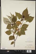 Cornus alternifolia image