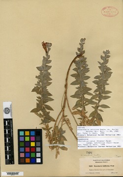 Image of Zauschneria velutina