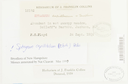 Sphagnum capillifolium image