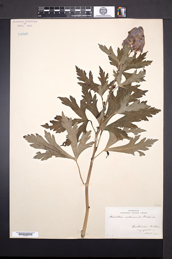 Image of Aconitum autumnale