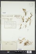 Echinodorus tenellus image