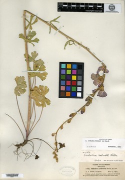 Image of Sidalcea robusta