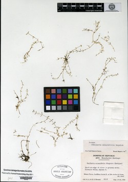 Image of Stellaria minutifolia
