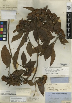 Image of Flourensia laurifolia
