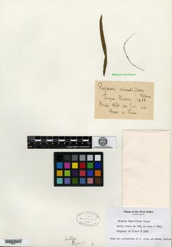 Dioscorea microflora image