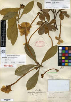 Image of Brunfelsia macroloba