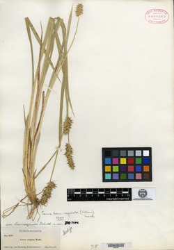 Carex stipata var. laevivaginata image