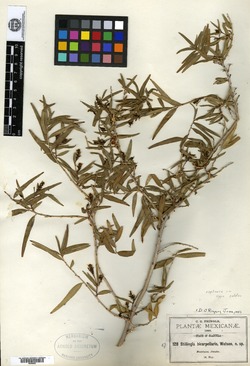 Stillingia bicarpellaris image