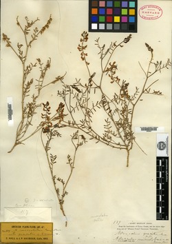 Astragalus microlobus image