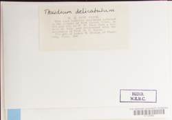 Thuidium delicatulum image