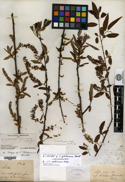 Image of Salix pitcheriana