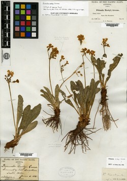 Image of Primula serra