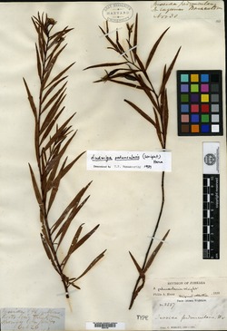 Image of Ludwigia peduncularis