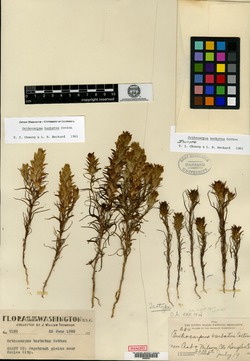 Orthocarpus barbatus image