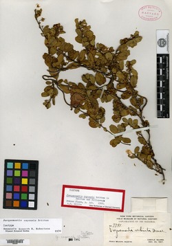 Image of Jacquemontia cayensis