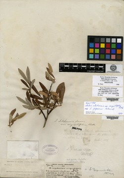 Salix sitchensis var. angustifolia image