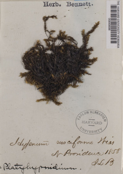 Rhynchostegium riparioides image