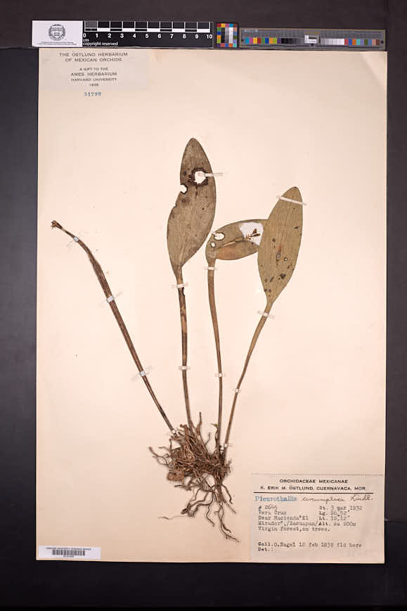 Acianthera circumplexa image