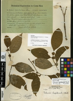Solanum ramonense image