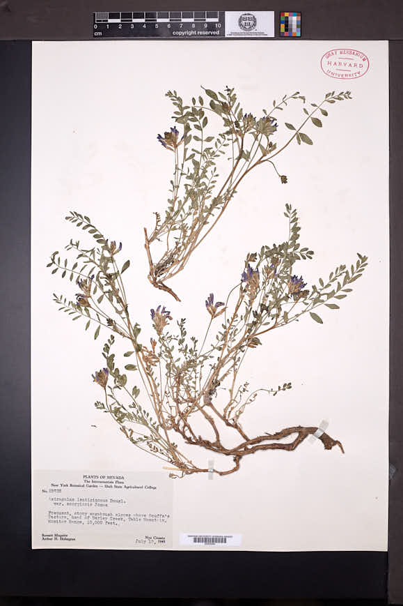 Astragalus lentiginosus var. scorpionis image