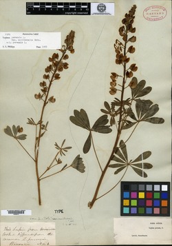 Lupinus perennis subsp. perennis image