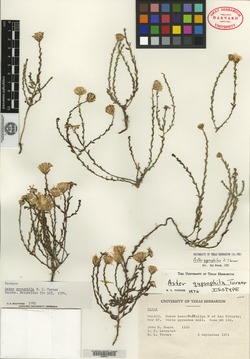 Symphyotrichum gypsophilum image