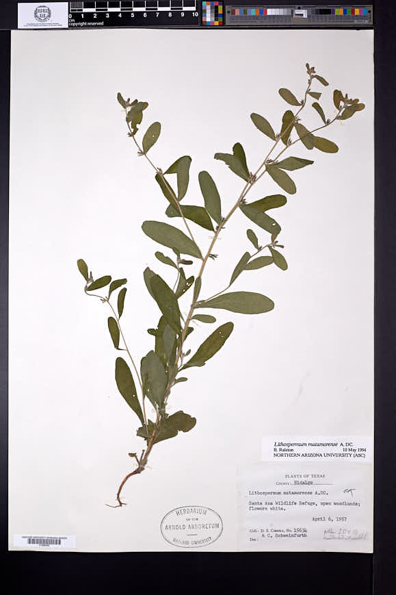 Lithospermum matamorense image