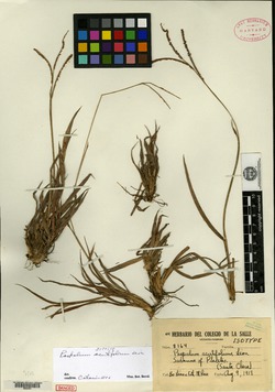 Image of Paspalum acutifolium