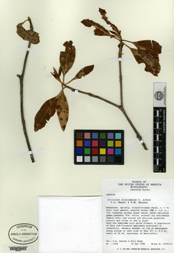 Illicium floridanum f. album image