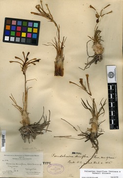 Image of Agave confertiflora