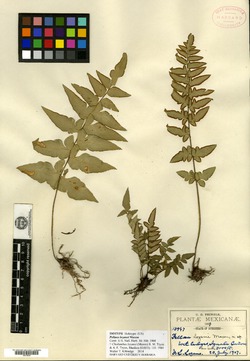 Image of Cheilanthes lozanoi