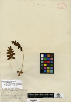 Image of Polypodium deltoideum